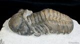 Bargain Reedops Trilobite - Inches #2768-3